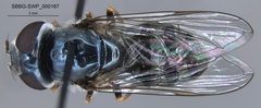 Platycheirus stegnus