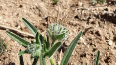 Cryptantha barbigera barbigera