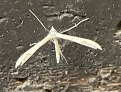 Platyptilia celidotus