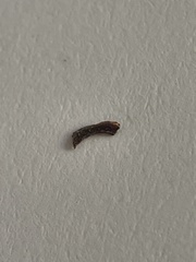 Lepidoscia annosella