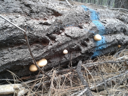 iNaturalist observation photo of Veiled Polypore