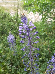 Scilla hyacinthoides