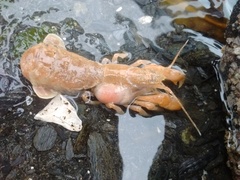 Upogebia pugettensis
