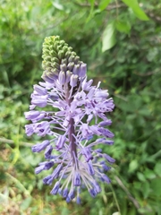 Scilla hyacinthoides