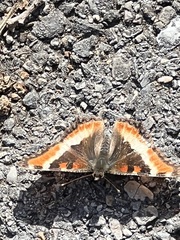Aglais milberti