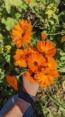 Angiospermae