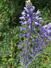 Scilla hyacinthoides