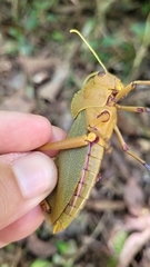 Antiphon acropyrinon