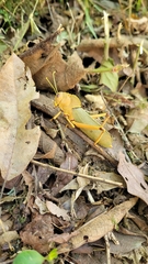 Antiphon acropyrinon