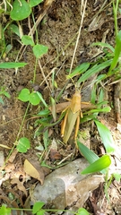 Antiphon acropyrinon