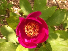 Paeonia mascula