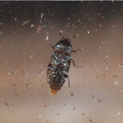 Dermestes haemorrhoidalis