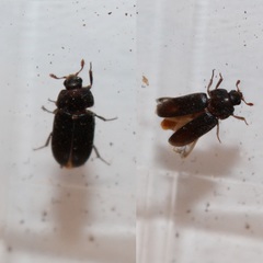 Dermestes haemorrhoidalis
