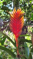 Vriesea interrogatoria