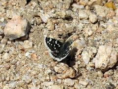 Pyrgus scriptura apertorum