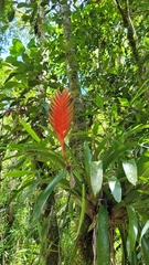 Vriesea interrogatoria