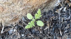 Eucrypta chrysanthemifolia bipinnatifida