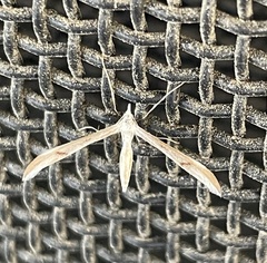 Platyptilia celidotus