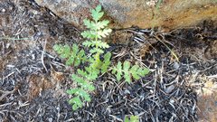 Eucrypta chrysanthemifolia bipinnatifida