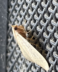 Hypsopygia albidalis