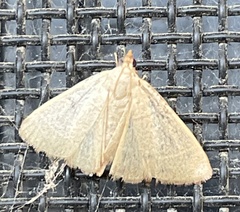 Hypsopygia albidalis