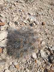 Echinocereus stramineus