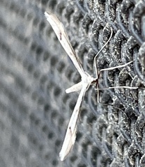 Platyptilia celidotus