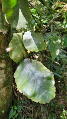 Rhipsalis elliptica