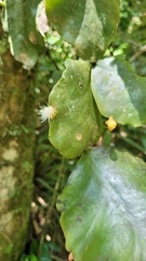 Rhipsalis elliptica