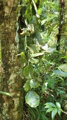 Rhipsalis elliptica