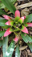 Nidularium innocentii