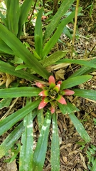 Nidularium innocentii