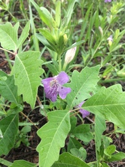 Dyschoriste oblongifolia