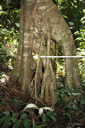 forest fever tree