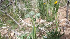 Cryptantha barbigera barbigera