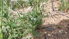 Cryptantha intermedia intermedia