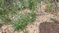 Cryptantha barbigera barbigera