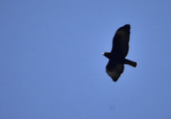Buteo albonotatus