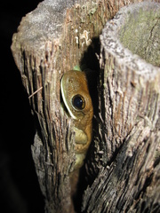Trachycephalus typhonius