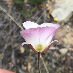 Calochortus dunnii