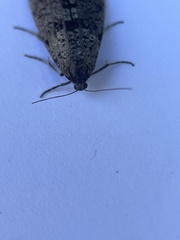 Lepidoscia annosella