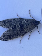 Lepidoscia annosella