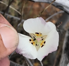Calochortus dunnii