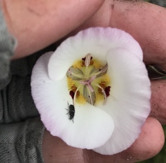 Calochortus dunnii
