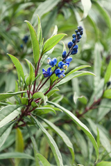 Monnina costaricensis