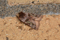 Cerastis enigmatica
