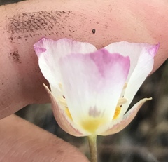 Calochortus dunnii