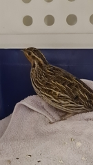 Coturnix pectoralis