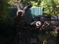 Ailuropoda melanoleuca