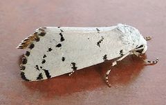 Grotella binda